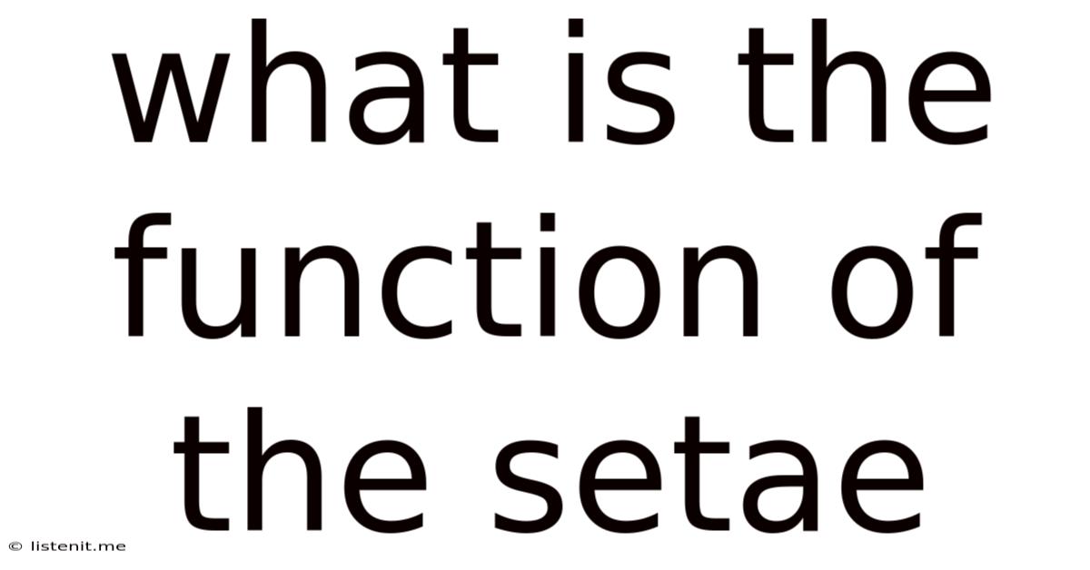 What Is The Function Of The Setae