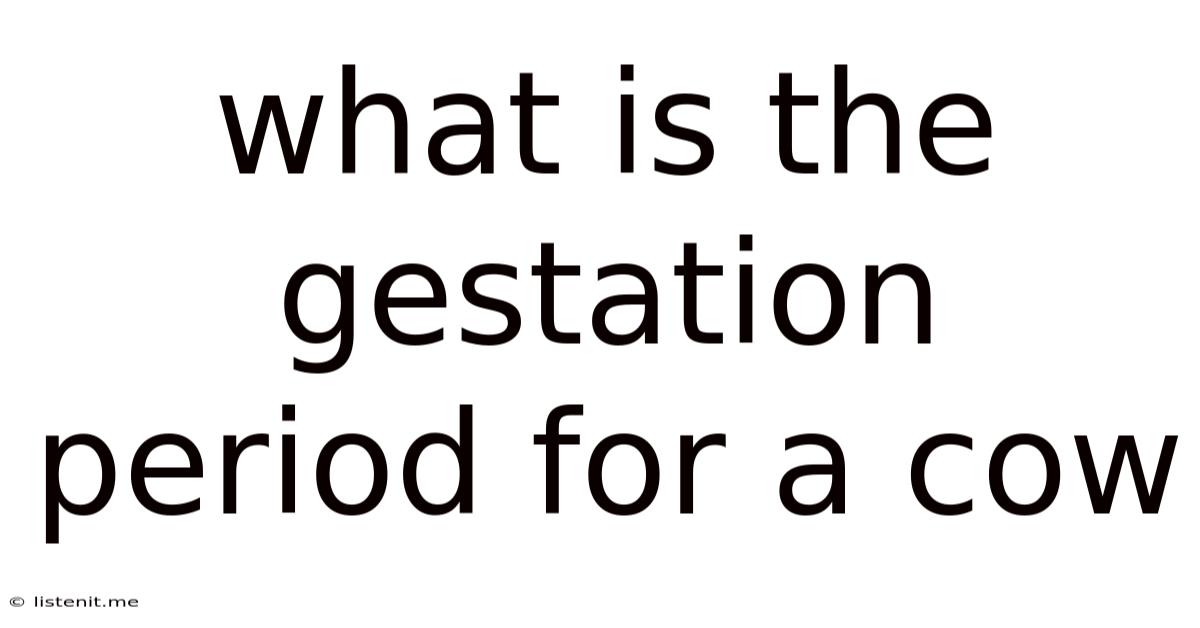 What Is The Gestation Period For A Cow