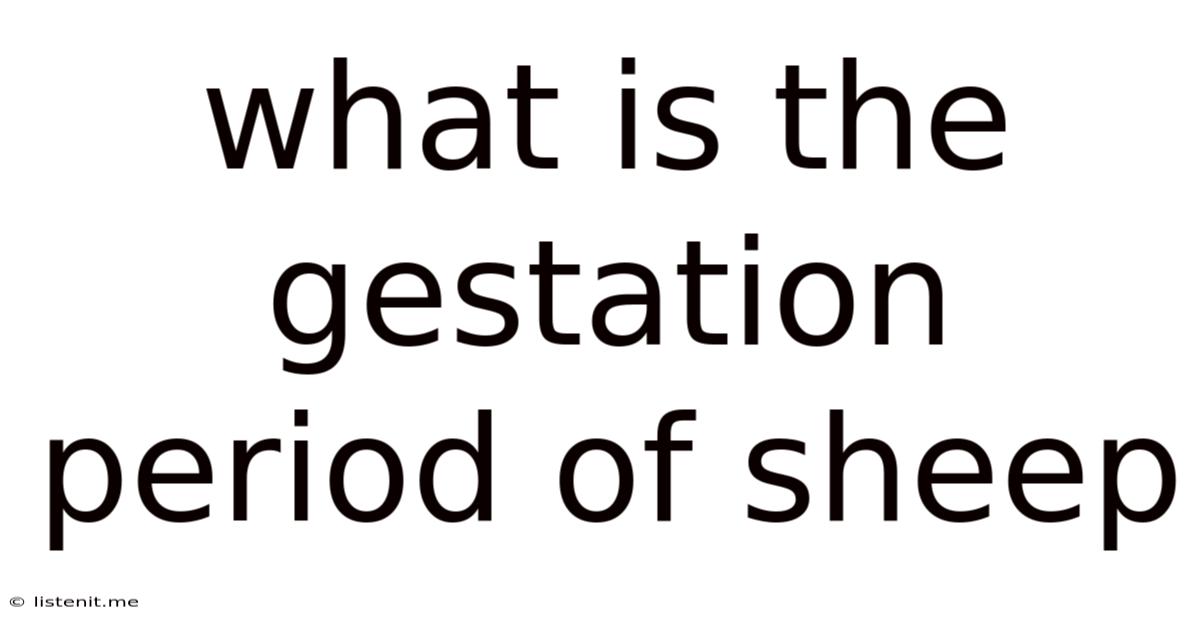What Is The Gestation Period Of Sheep