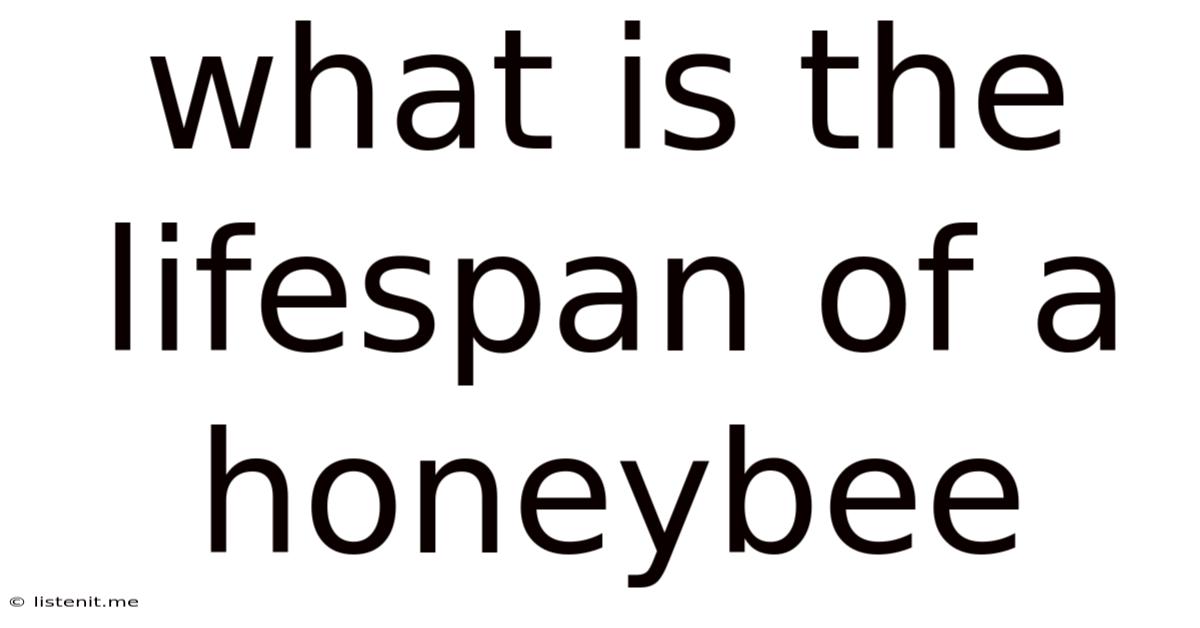 What Is The Lifespan Of A Honeybee