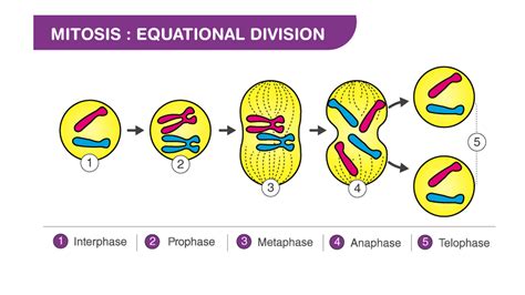 What Is The Longest Phase In Mitosis