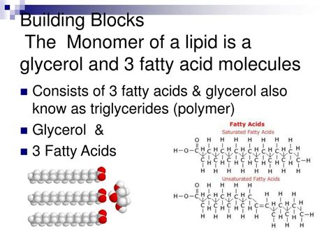 What Is The Monomer Of A Lipid