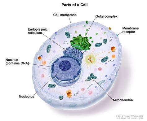 What Is The Organelle That Contains Dna