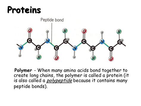 What Is The Polymer Of A Protein