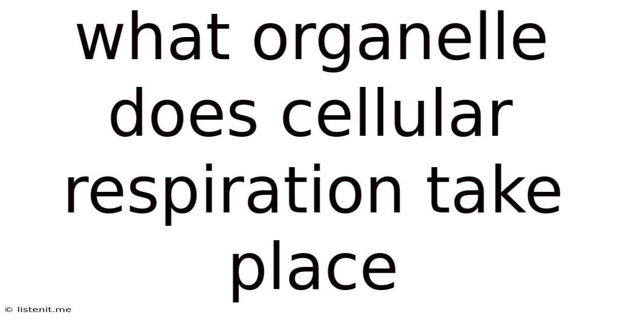 What Organelle Does Cellular Respiration Take Place