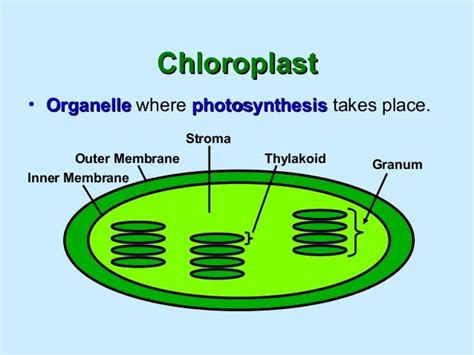 What Organelle Does Photosynthesis Happen In