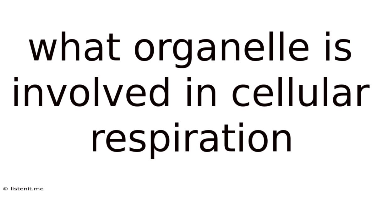 What Organelle Is Involved In Cellular Respiration