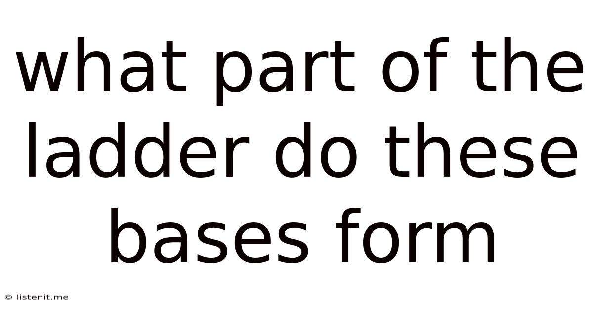 What Part Of The Ladder Do These Bases Form
