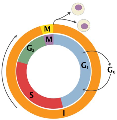 What Phase Do Cells Spend Most Of Their Time In