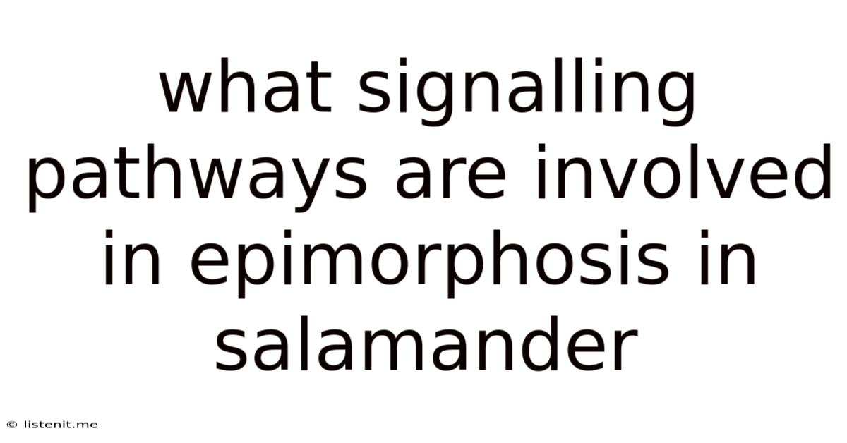 What Signalling Pathways Are Involved In Epimorphosis In Salamander