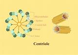 What Structure Is Produced When Protein Fibers Radiate From Centrioles