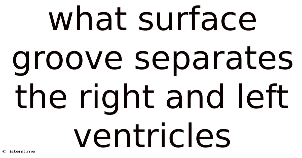What Surface Groove Separates The Right And Left Ventricles
