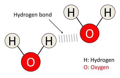 What Type Of Bond Holds Water Molecules Together