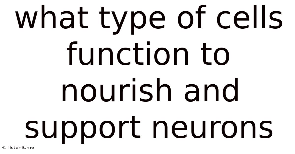 What Type Of Cells Function To Nourish And Support Neurons