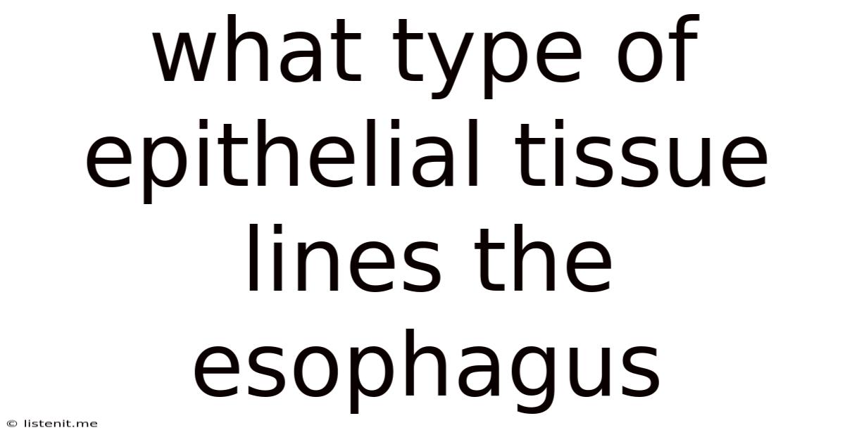 What Type Of Epithelial Tissue Lines The Esophagus
