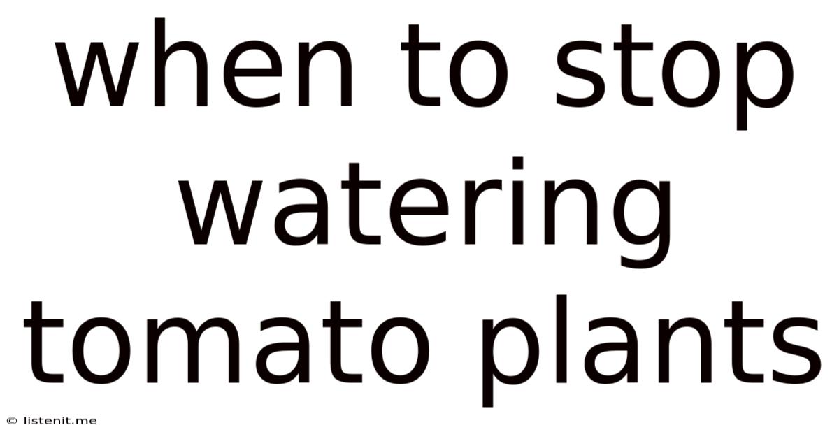 When To Stop Watering Tomato Plants