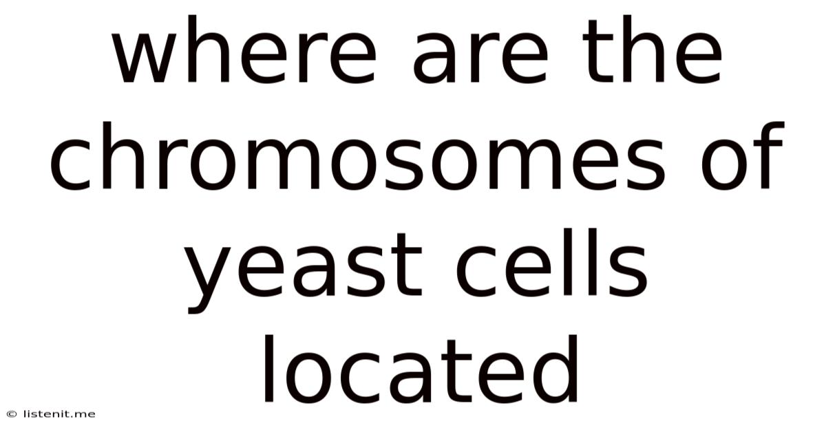 Where Are The Chromosomes Of Yeast Cells Located