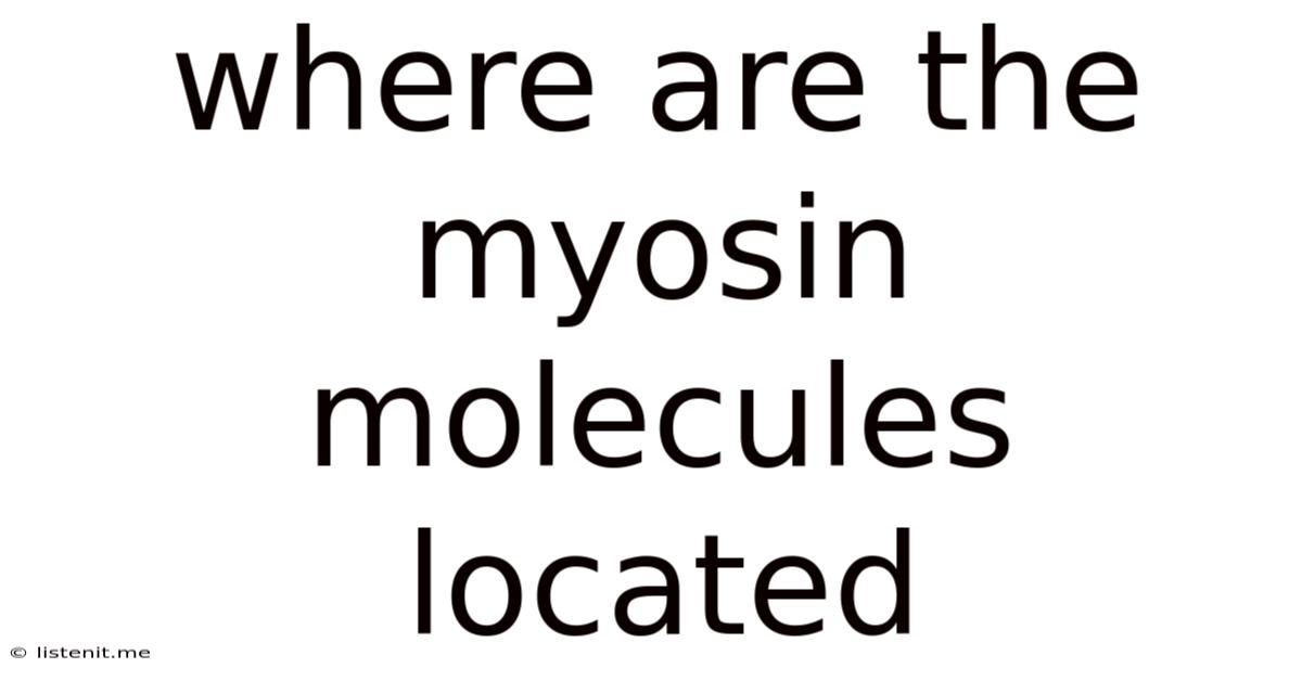Where Are The Myosin Molecules Located