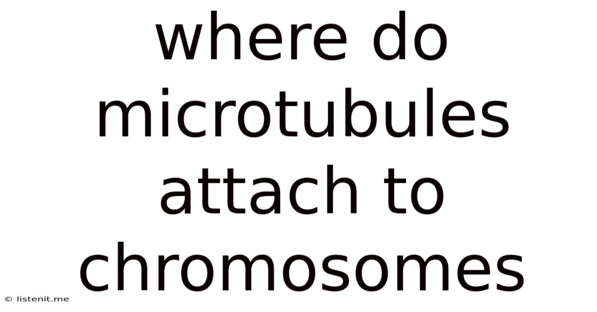 Where Do Microtubules Attach To Chromosomes