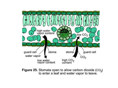 Where Does Carbon Dioxide Enter The Plant