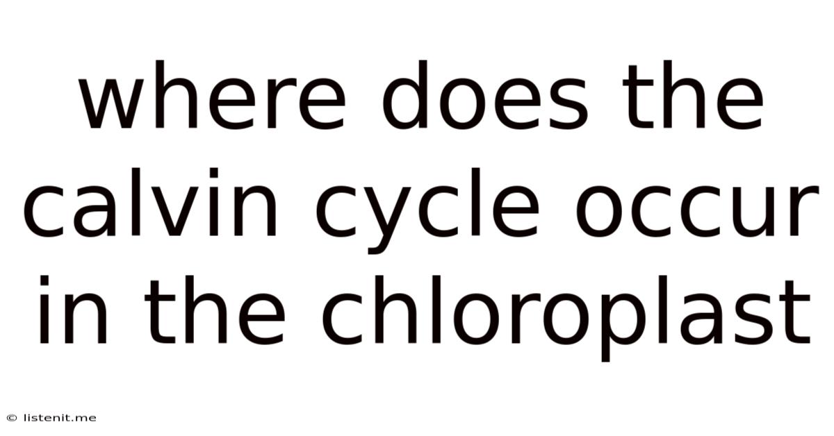 Where Does The Calvin Cycle Occur In The Chloroplast