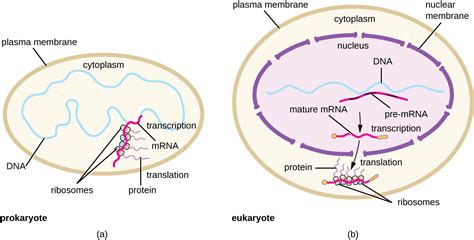 Where Does Transcription Take Place In A Prokaryotic Cell