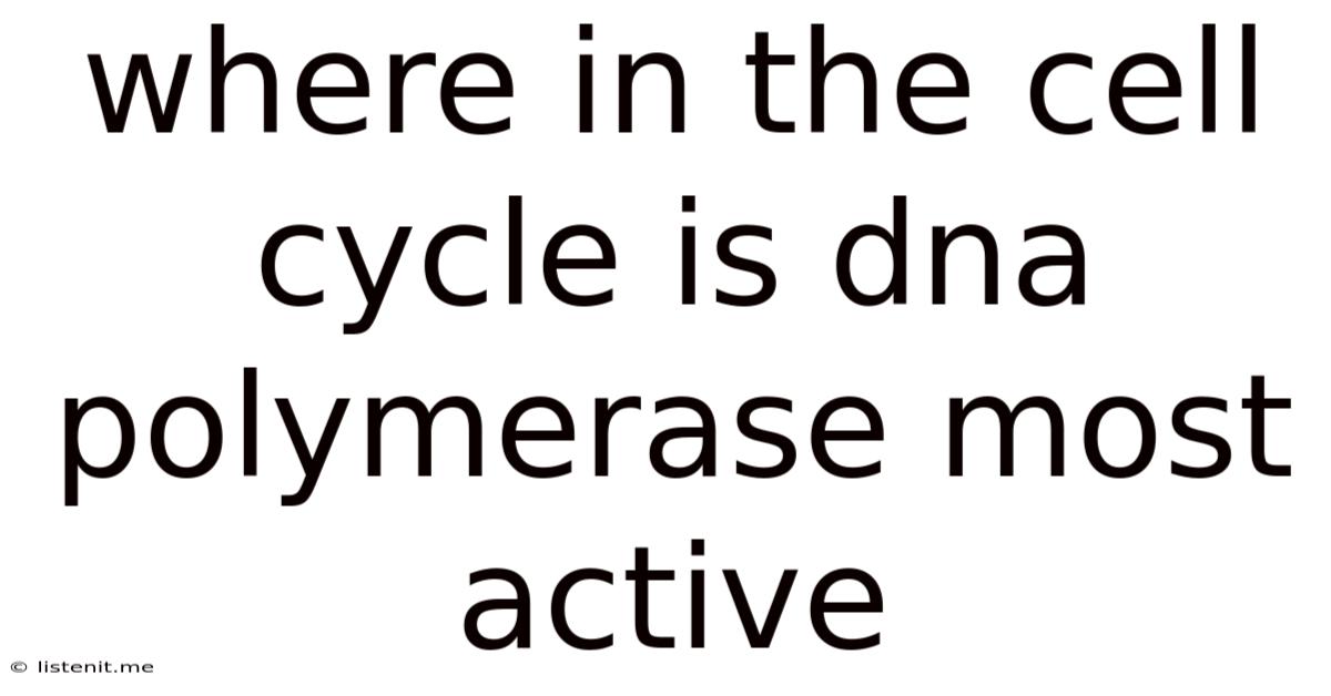 Where In The Cell Cycle Is Dna Polymerase Most Active