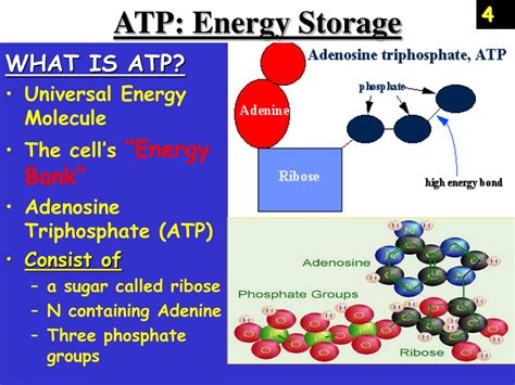 Where Is Energy Stored In Atp