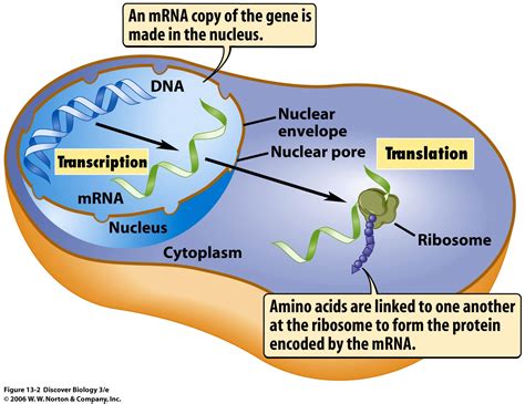 Where Is Rna Found In Cell