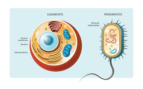 Where Is The Dna In A Eukaryotic Cell Located