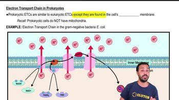 Where Is The Electron Transport Chain Located In Prokaryotes