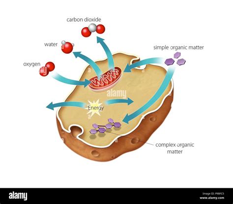 Which Cell Organelle Is Responsible For Cellular Respiration