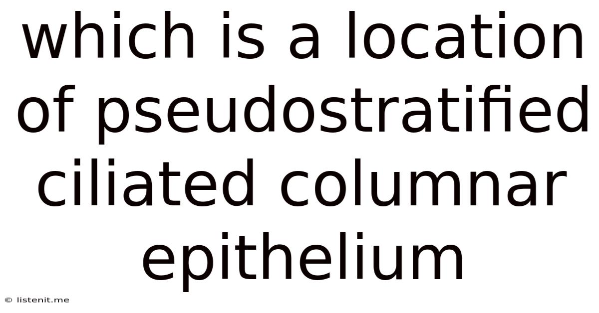 Which Is A Location Of Pseudostratified Ciliated Columnar Epithelium