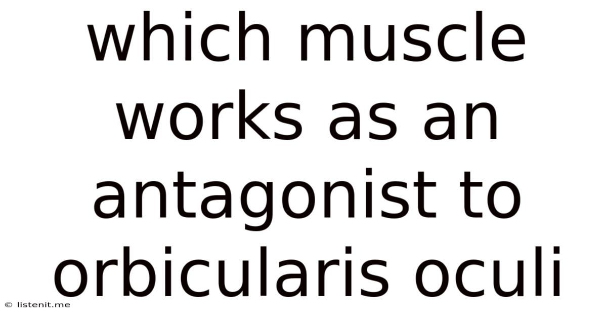 Which Muscle Works As An Antagonist To Orbicularis Oculi