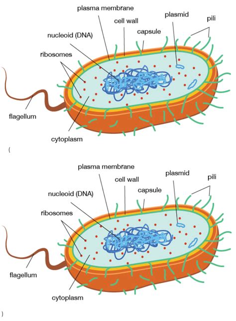 Which Of The Following Is Present In A Prokaryotic Cell