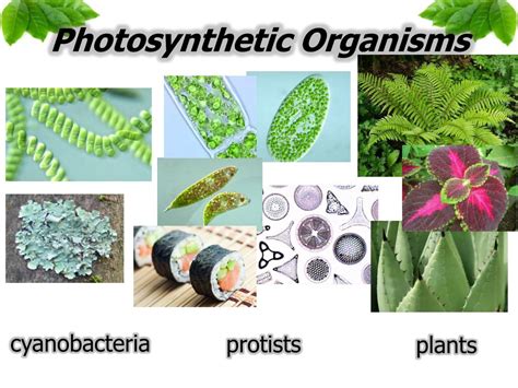 Which Of The Following Organisms Can Perform Photosynthesis