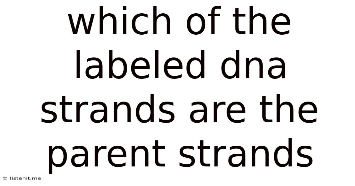 Which Of The Labeled Dna Strands Are The Parent Strands