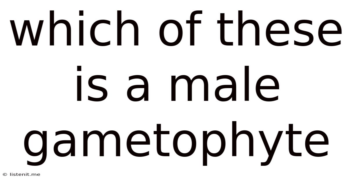 Which Of These Is A Male Gametophyte