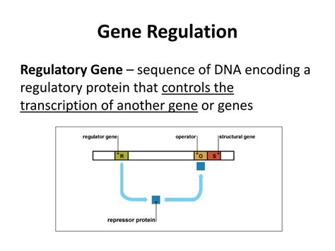 Which Of These Is A Regulatory Gene