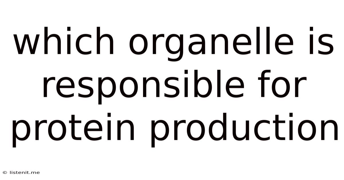 Which Organelle Is Responsible For Protein Production
