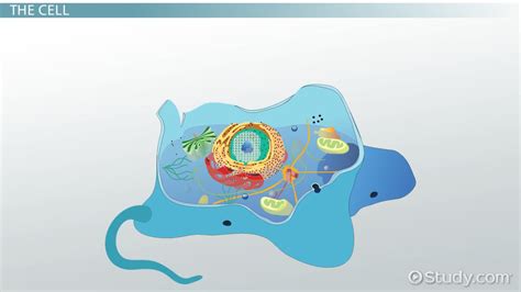 Which Organelle Is Responsible For Synthesizing Proteins