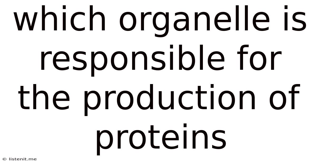 Which Organelle Is Responsible For The Production Of Proteins