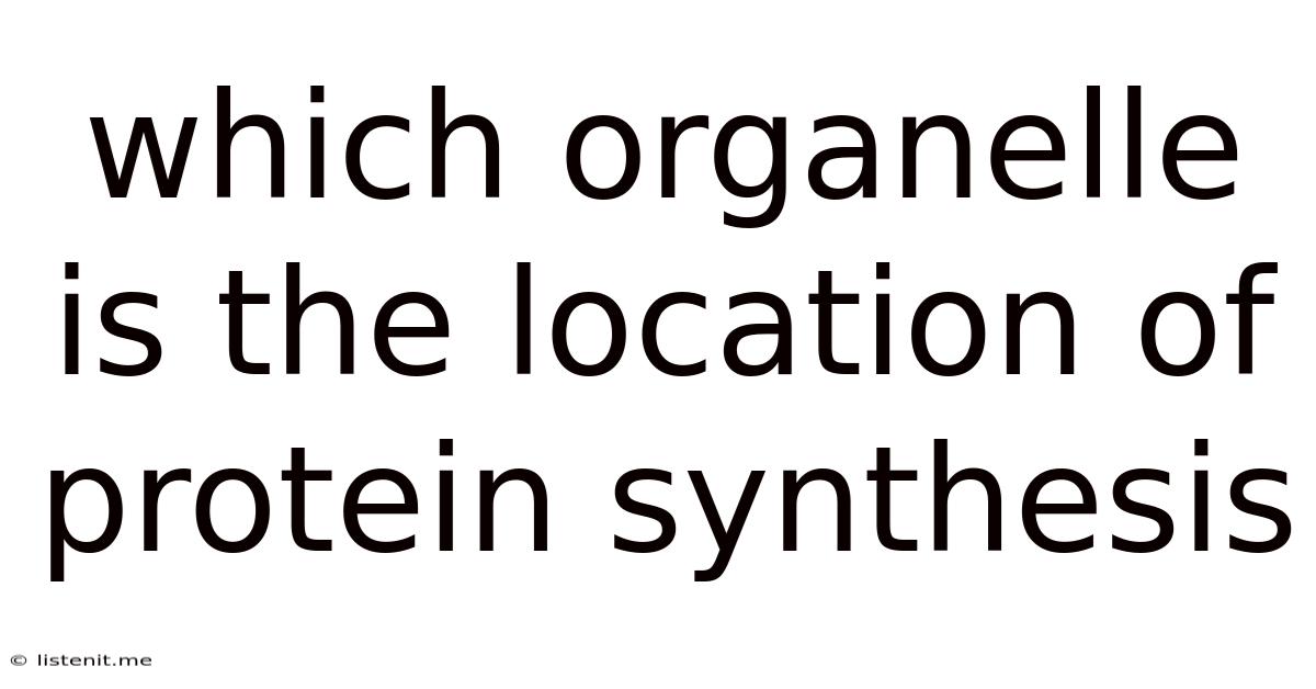 Which Organelle Is The Location Of Protein Synthesis