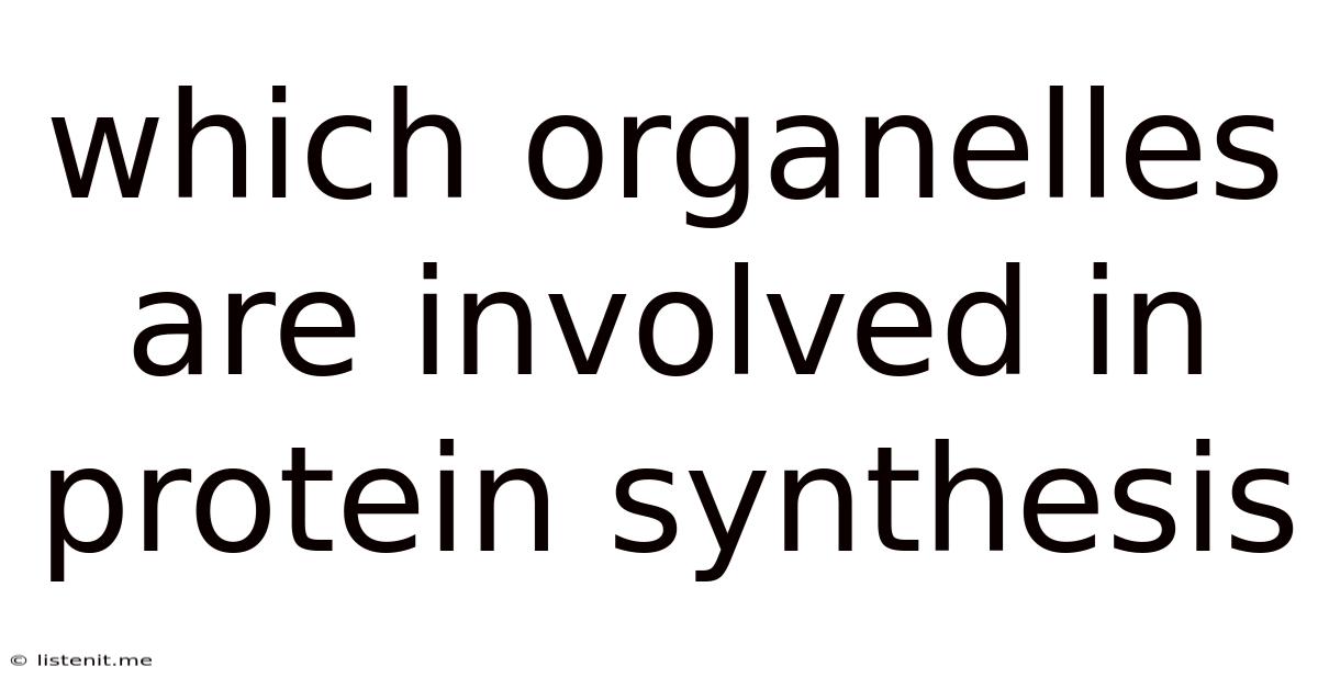 Which Organelles Are Involved In Protein Synthesis
