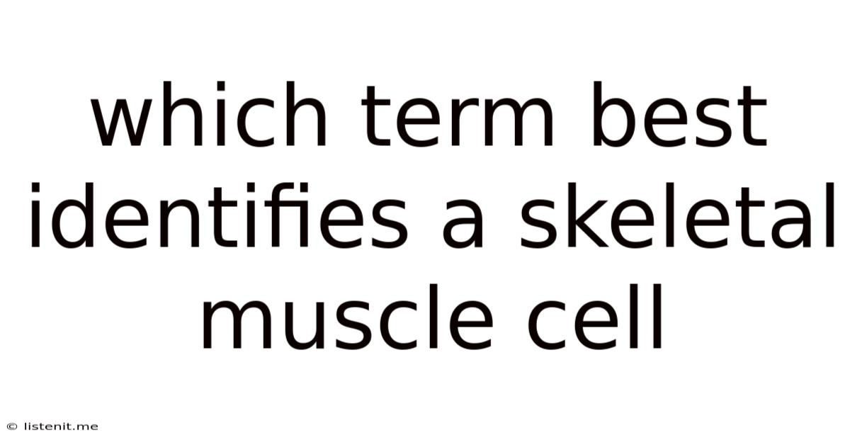 Which Term Best Identifies A Skeletal Muscle Cell