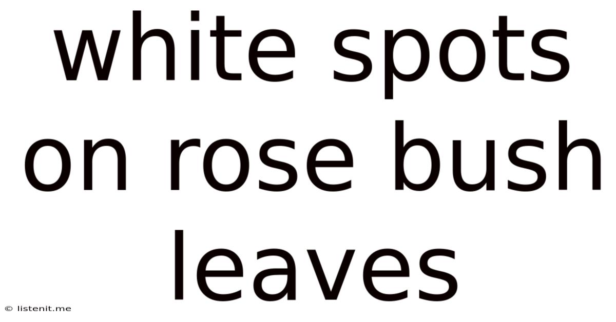 White Spots On Rose Bush Leaves