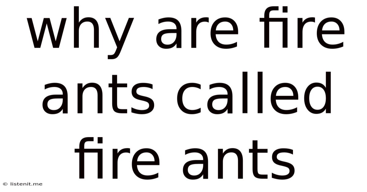 Why Are Fire Ants Called Fire Ants
