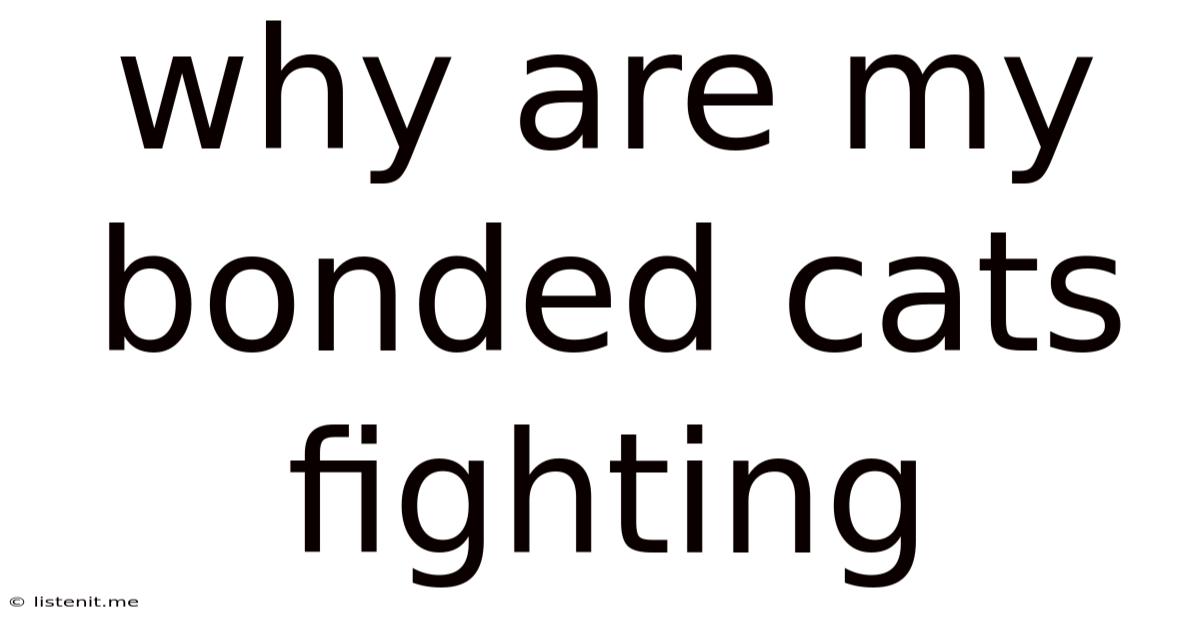 Why Are My Bonded Cats Fighting