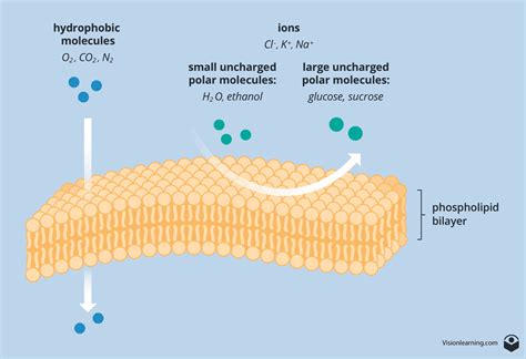 Why Can't Ions Pass Through The Membrane