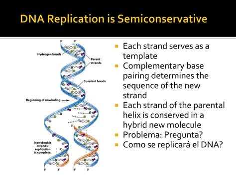 Why Dna Replication Is Called Semiconservative